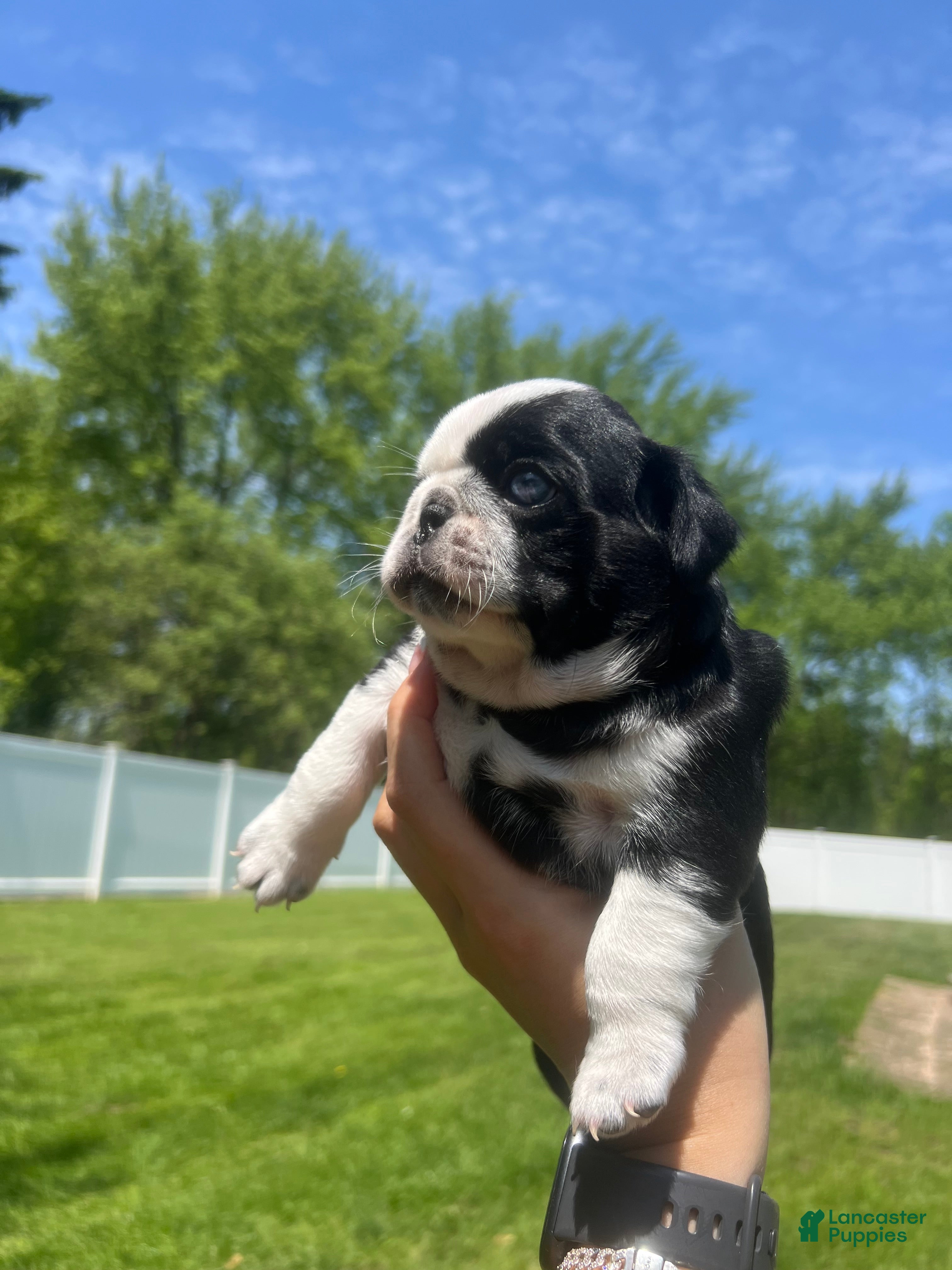 Pug dogs Ty - Ad 2