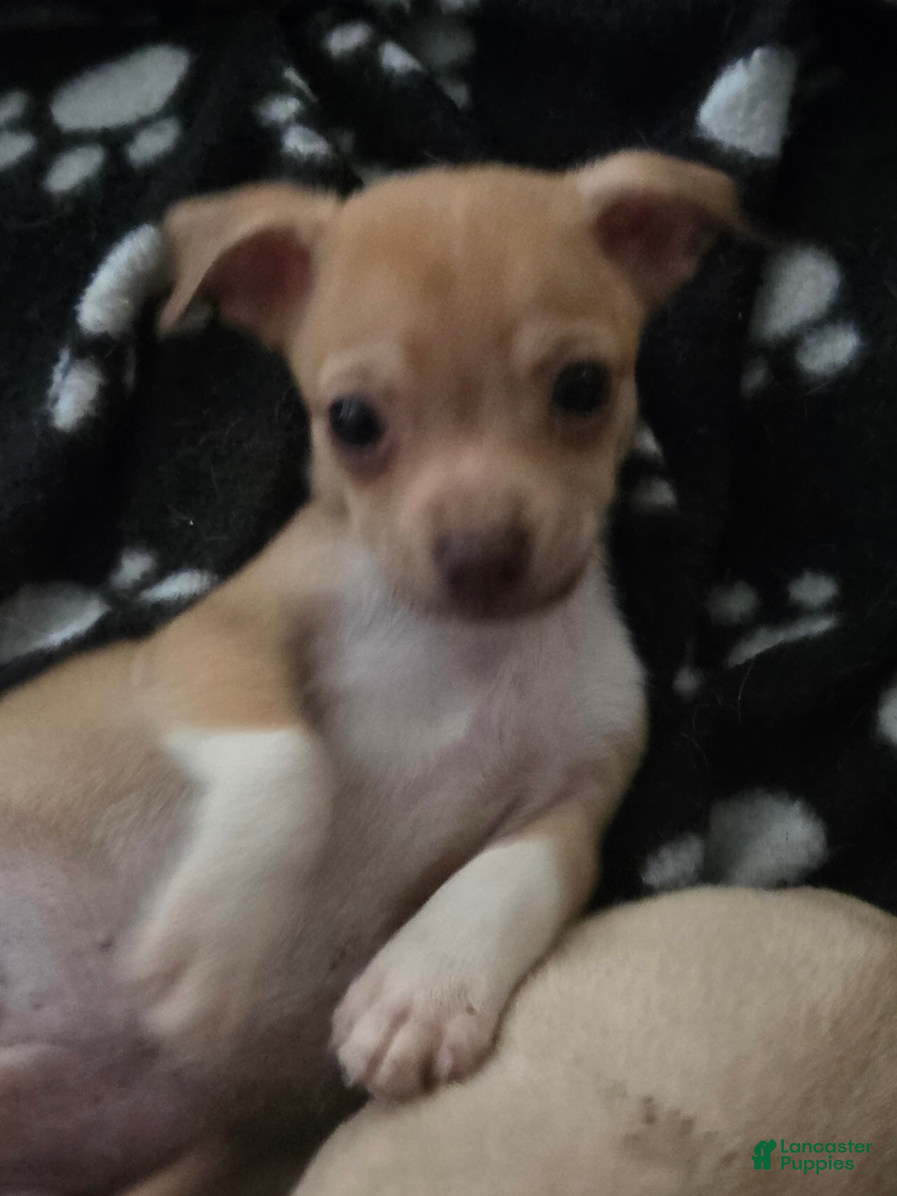 Chihuahua dogs Chihuahua 2 - Ad 32