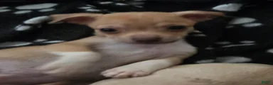 Chihuahua 2