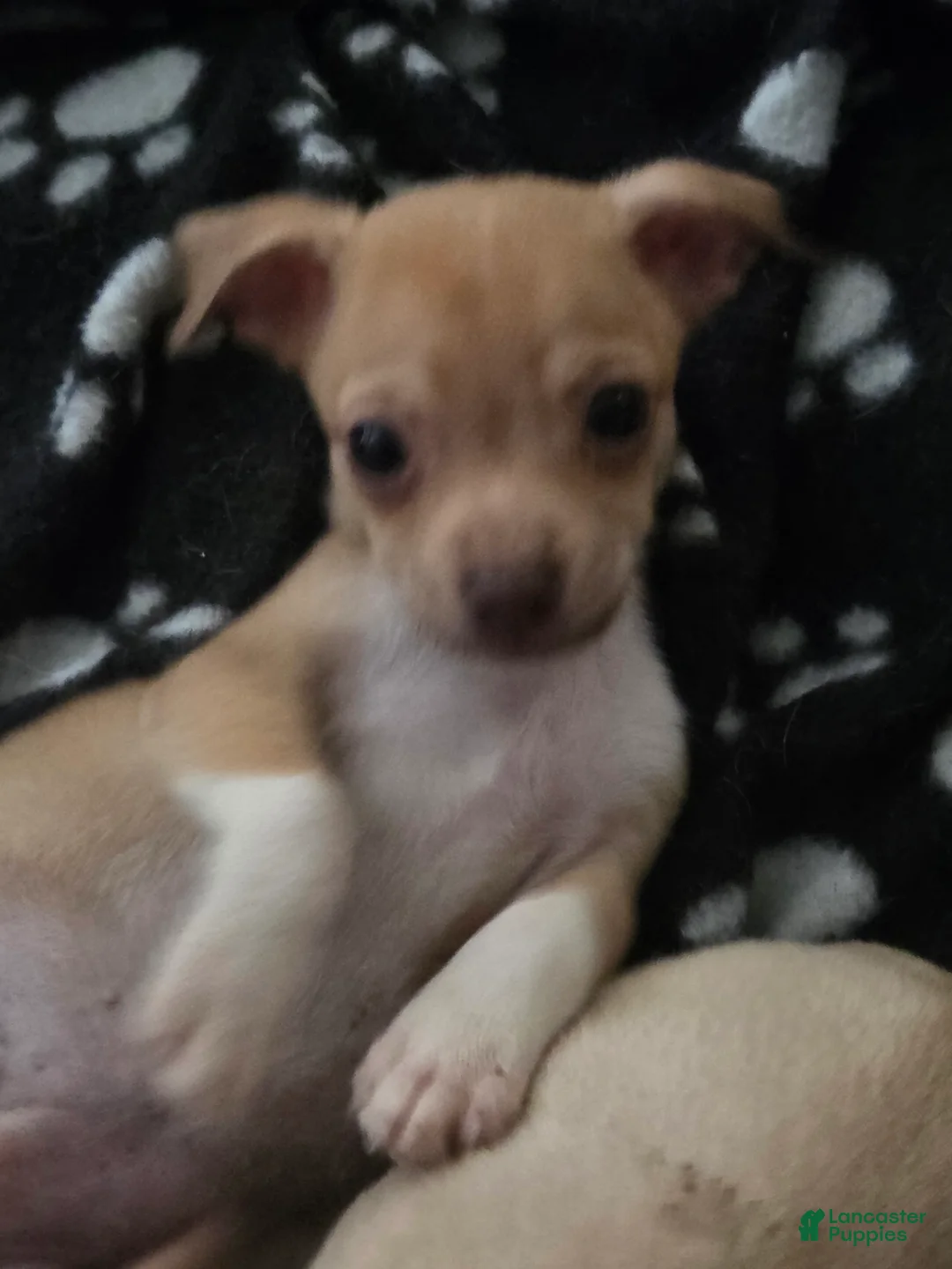 Chihuahua dogs for sale: Chihuahua 2 - Ad 1