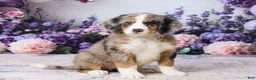 Bernedoodle dogs for sale: Lexy - Ad 4