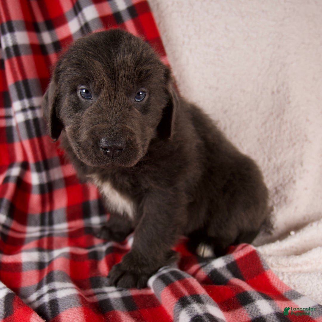 Newfoundland dogs for sale: Flash - Ad 4