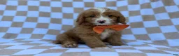 Mini Goldendoodle dogs for sale: Larry - Ad 6