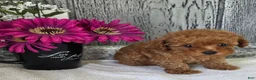 Toy Poodle dogs for sale: Paul - Ad 3