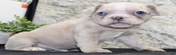 French Bulldog dogs for sale: Ike - Ad 4