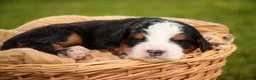 Mini Bernedoodle dogs for sale: Mooney Mini Bernedoodle  - Ad 5