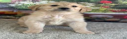 Golden Retriever dogs for sale:  Pheonix - Ad 5