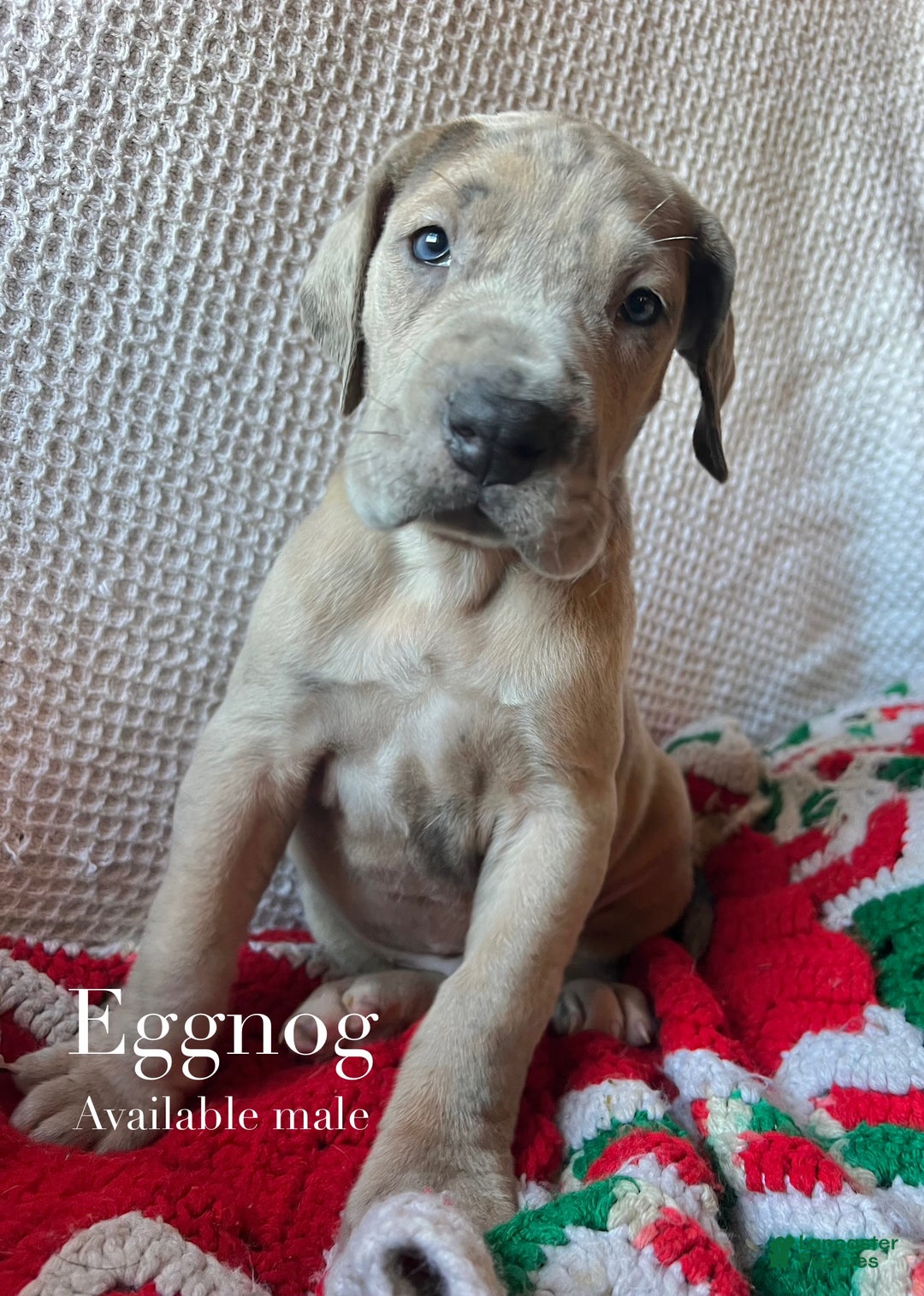 Great Dane dogs for sale: Eggnog  - Ad 1