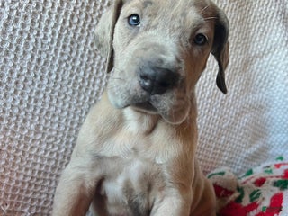 Great Dane dogs Eggnog - Ad 3