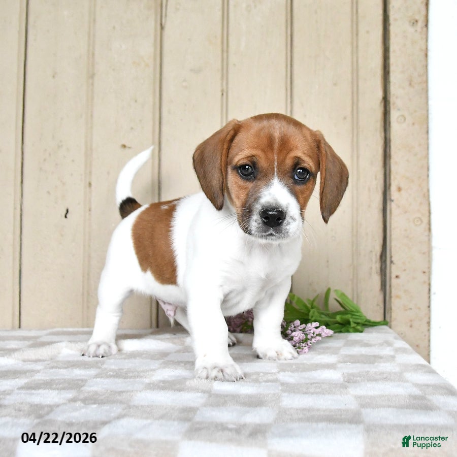 Mixed Breed dogs Leo - Ad 2