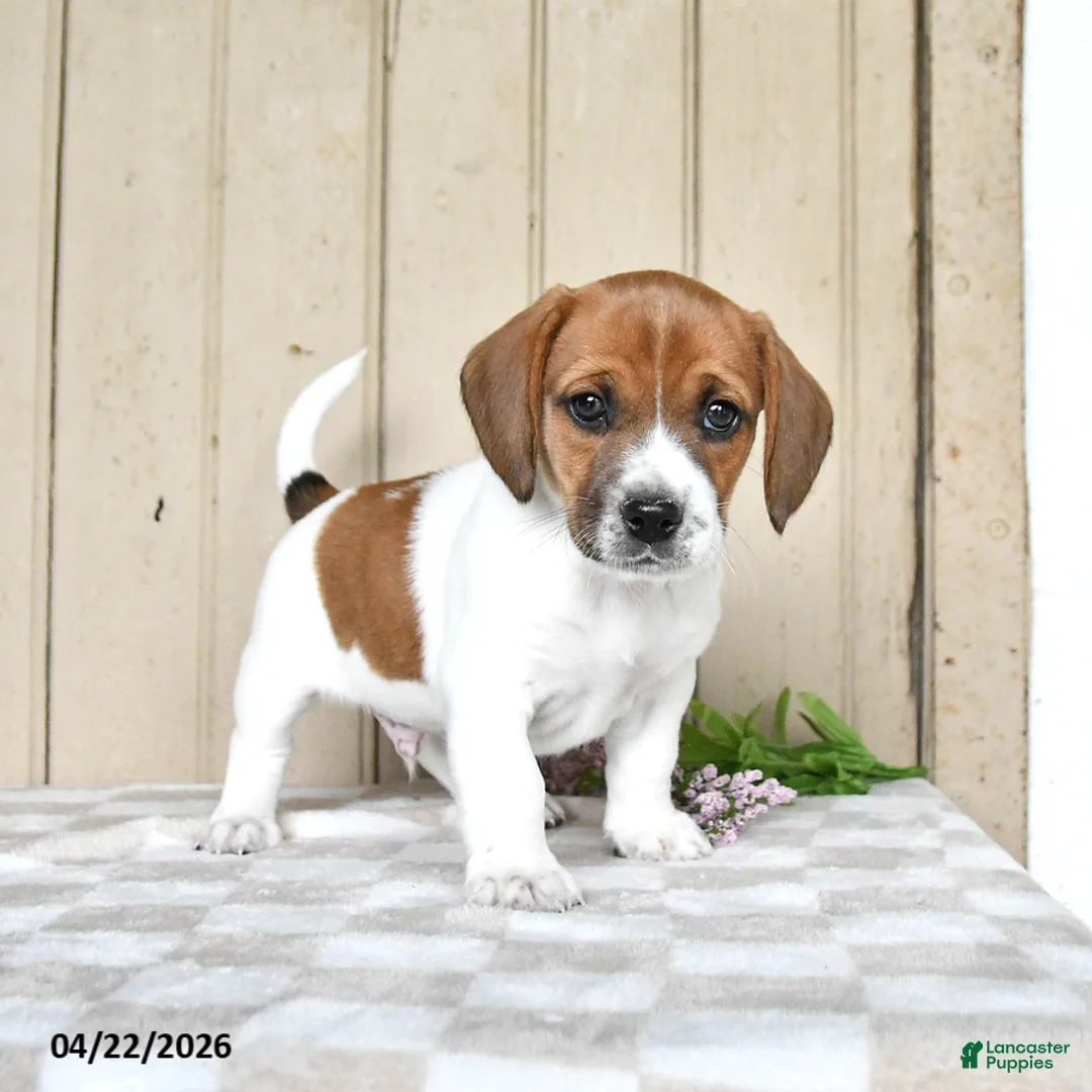 Mixed Breed dogs for sale: Leo - Ad 2