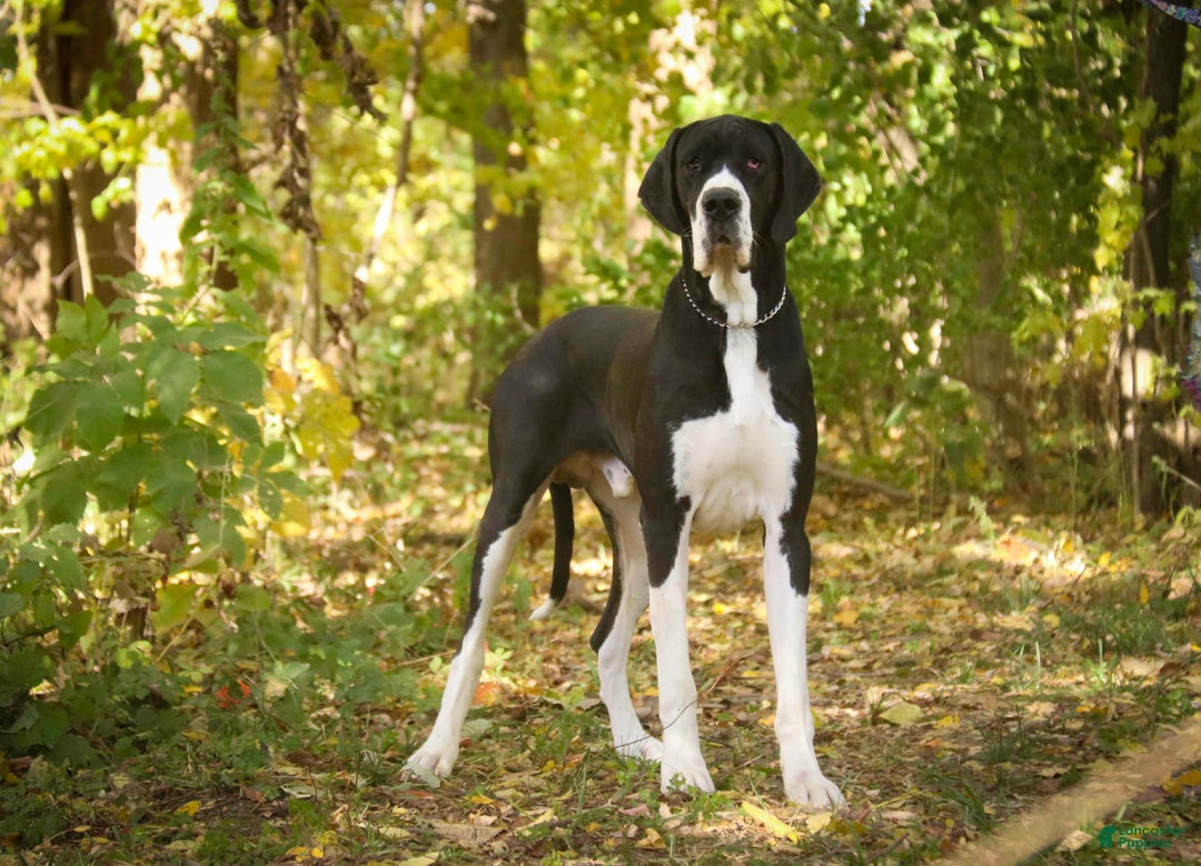 Great Dane dogs for sale: Percy - Ad 11