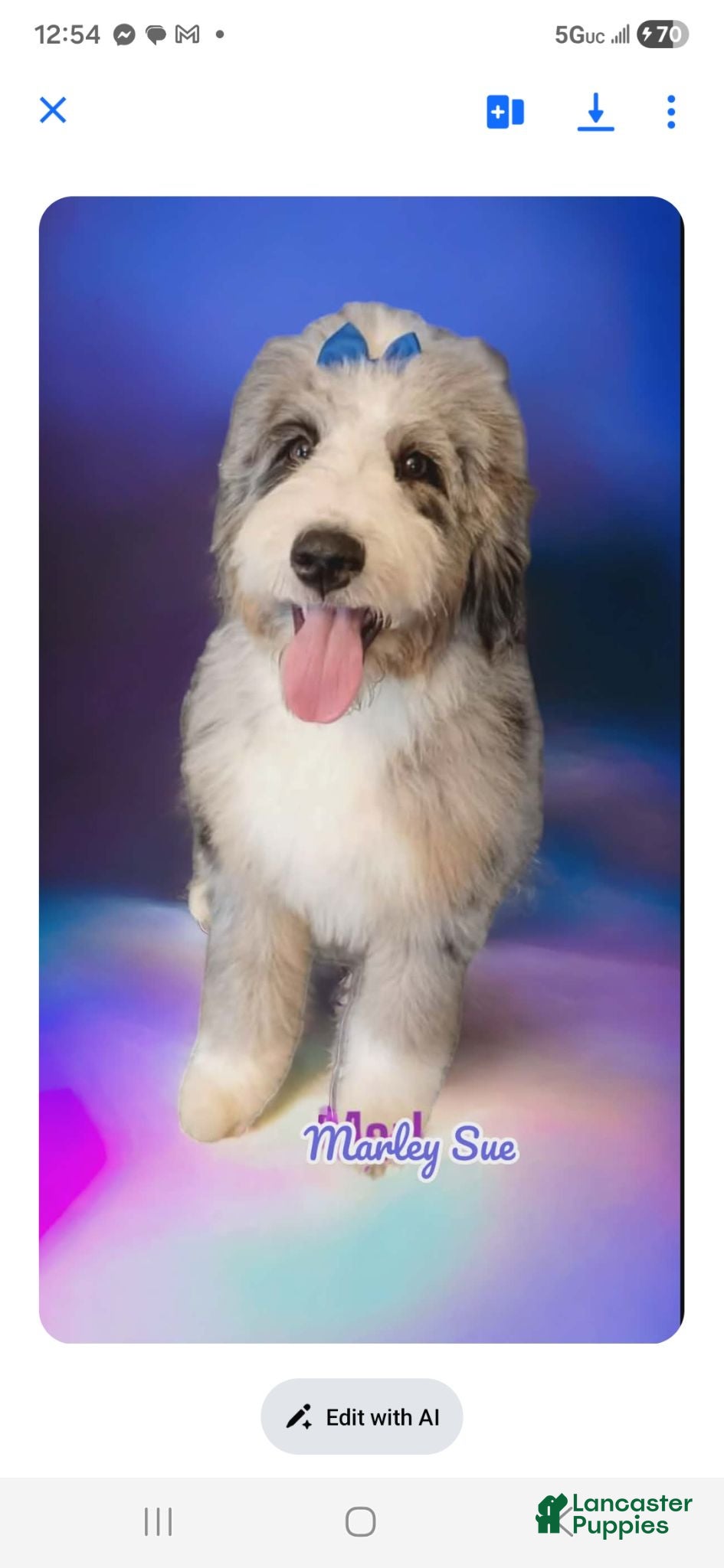 Bernedoodle dogs Bernedoodle 8 - Ad 2