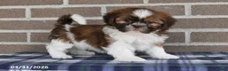 Shih Tzu dogs for sale: Tulip - Ad 3