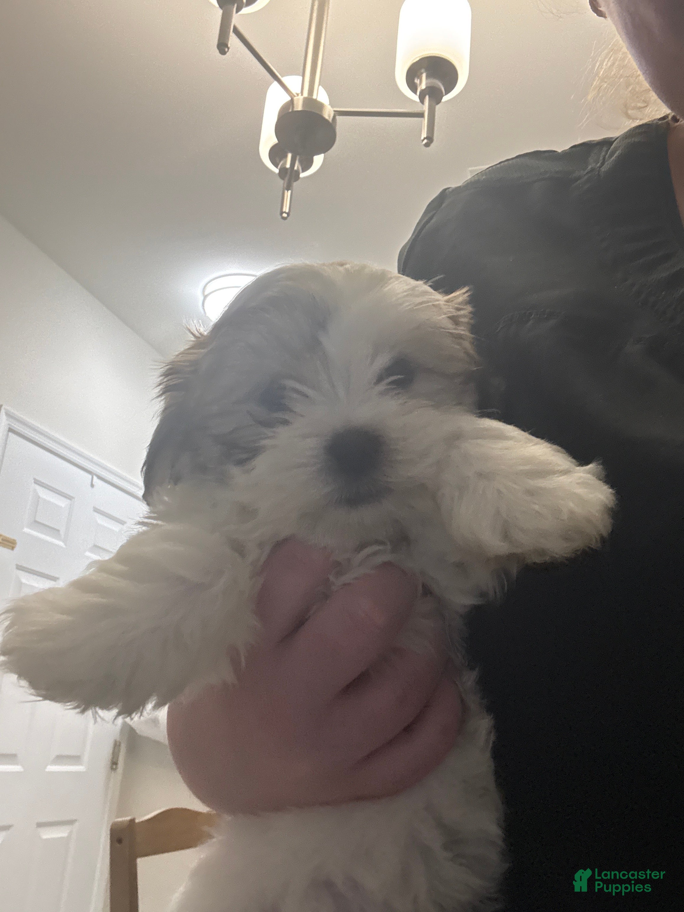 Mixed Breed dogs for sale: Mixed Breed Puppy 1 - Ad 3
