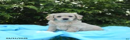 Miniature Golden Retriever dogs for sale: Lizzy - Ad 3