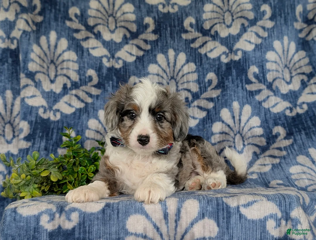 Aussiedoodle dogs for sale: Shayne Adult wt 16 lbs - Ad 5