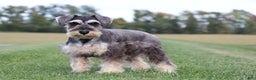 Miniature Schnauzer dogs for sale: Anna - Ad 1