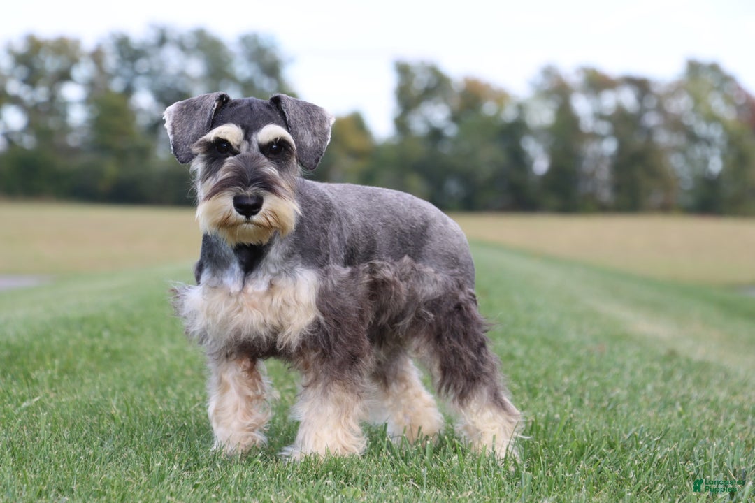 Miniature Schnauzer dogs for sale: Anna - Ad 1