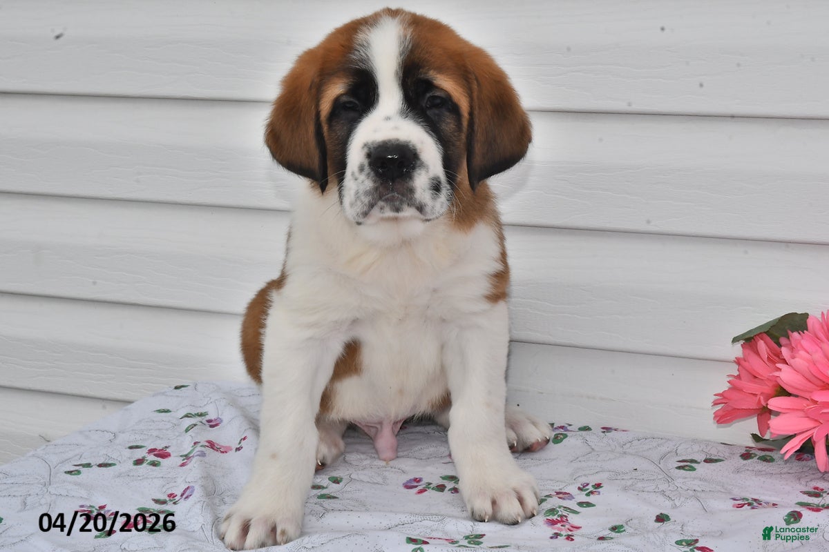 Saint Bernard dogs Bandit - Ad 1