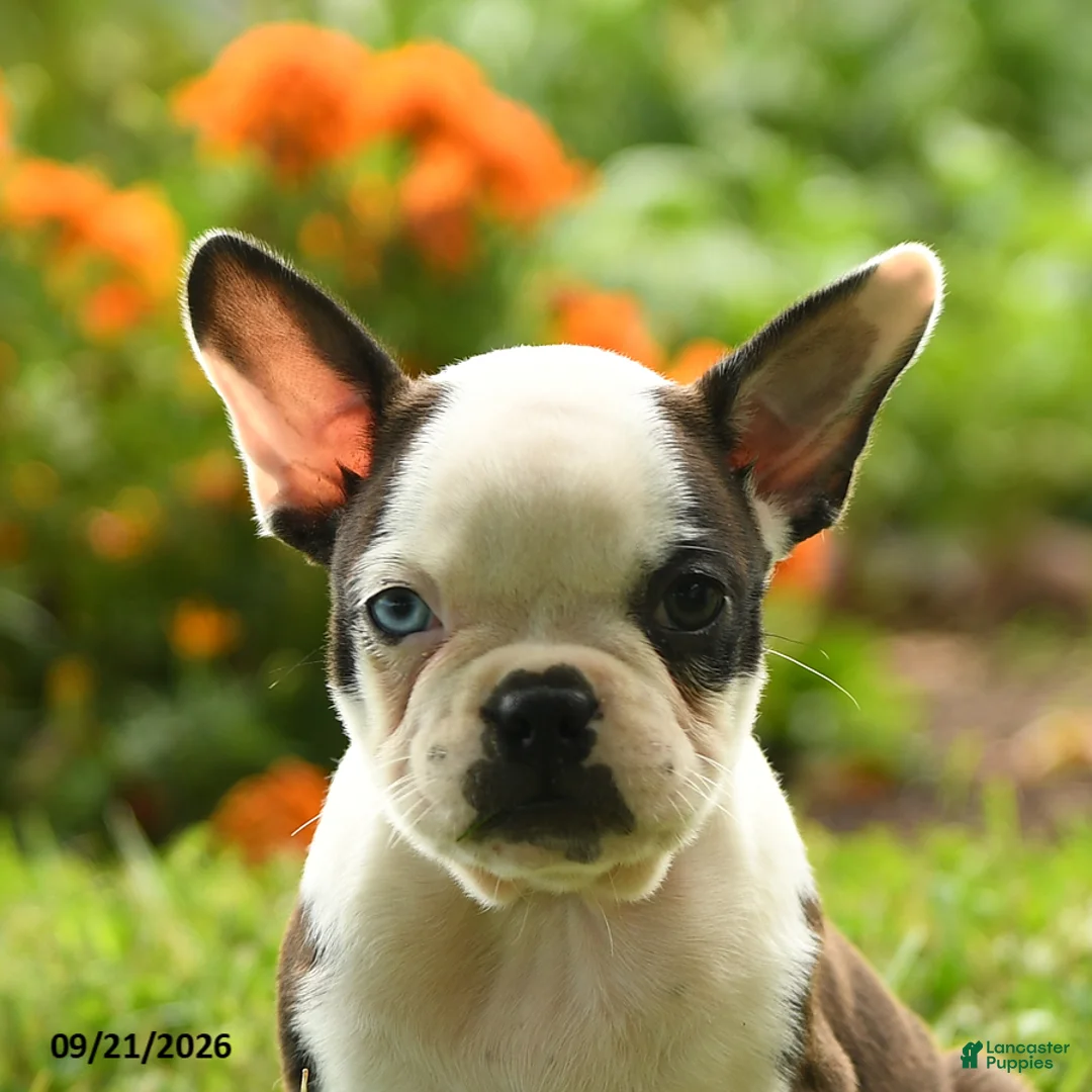 Boston Terrier dogs for sale: Wanjiku - Ad 2