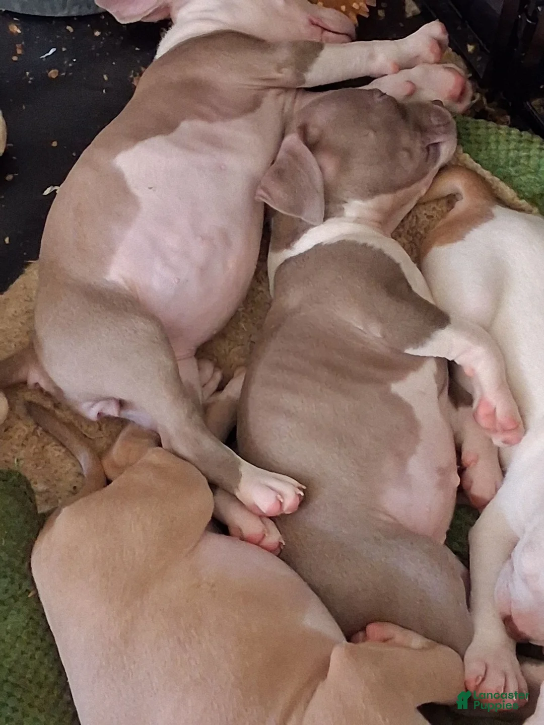 Mixed Breed dogs for sale: Midnight - Ad 24