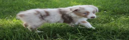 Australian Shepherd dogs for sale: Sassy - Ad 2
