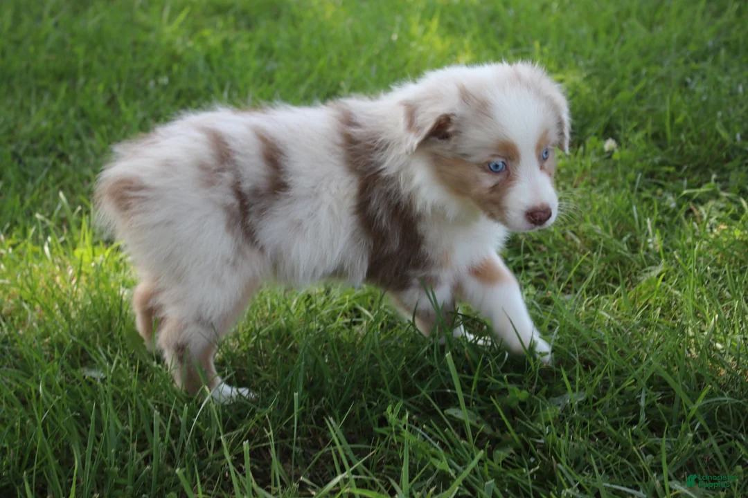 Australian Shepherd dogs for sale: Sassy - Ad 2