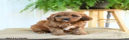 Cavapoo dogs for sale: Fern - Ad 4