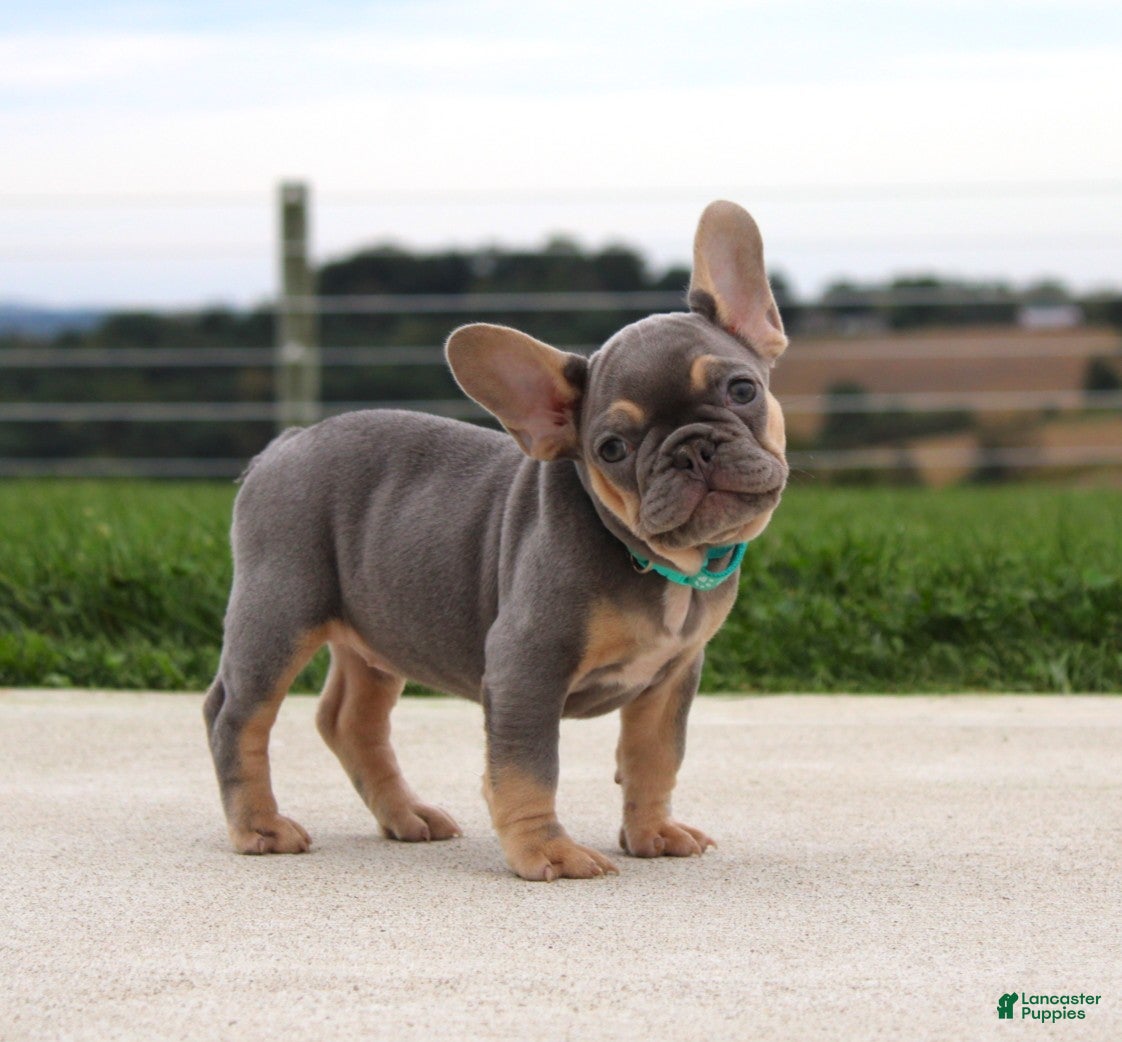 French Bulldog dogs Tansy - Ad 1