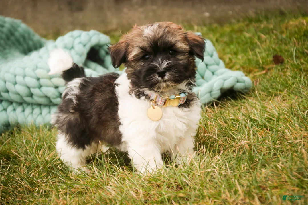 Havanese dogs for sale: Biscotti - Ad 4