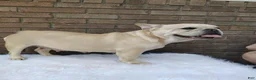 French Bulldog dogs for sale: Kaiser - Ad 12