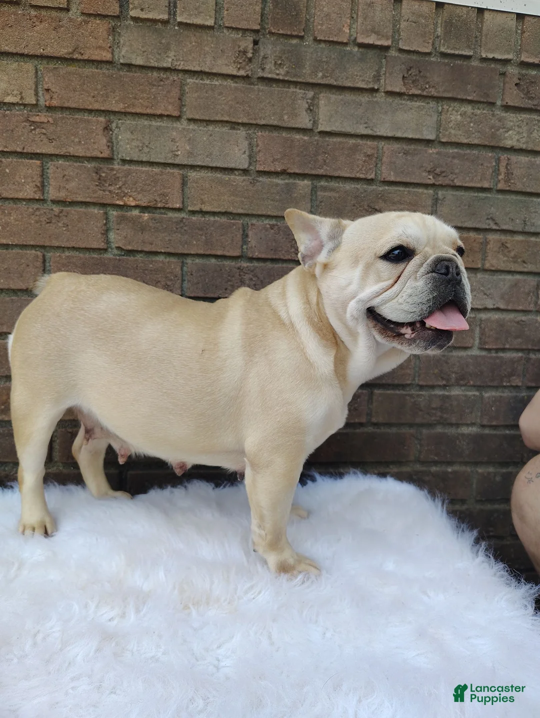 French Bulldog dogs for sale: Kaiser - Ad 12