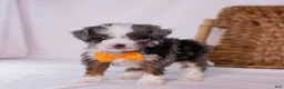 Mini Bernedoodle dogs for sale: Kricket - Ad 3