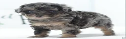 Toy Poodle dogs for sale: Luna - Ad 16