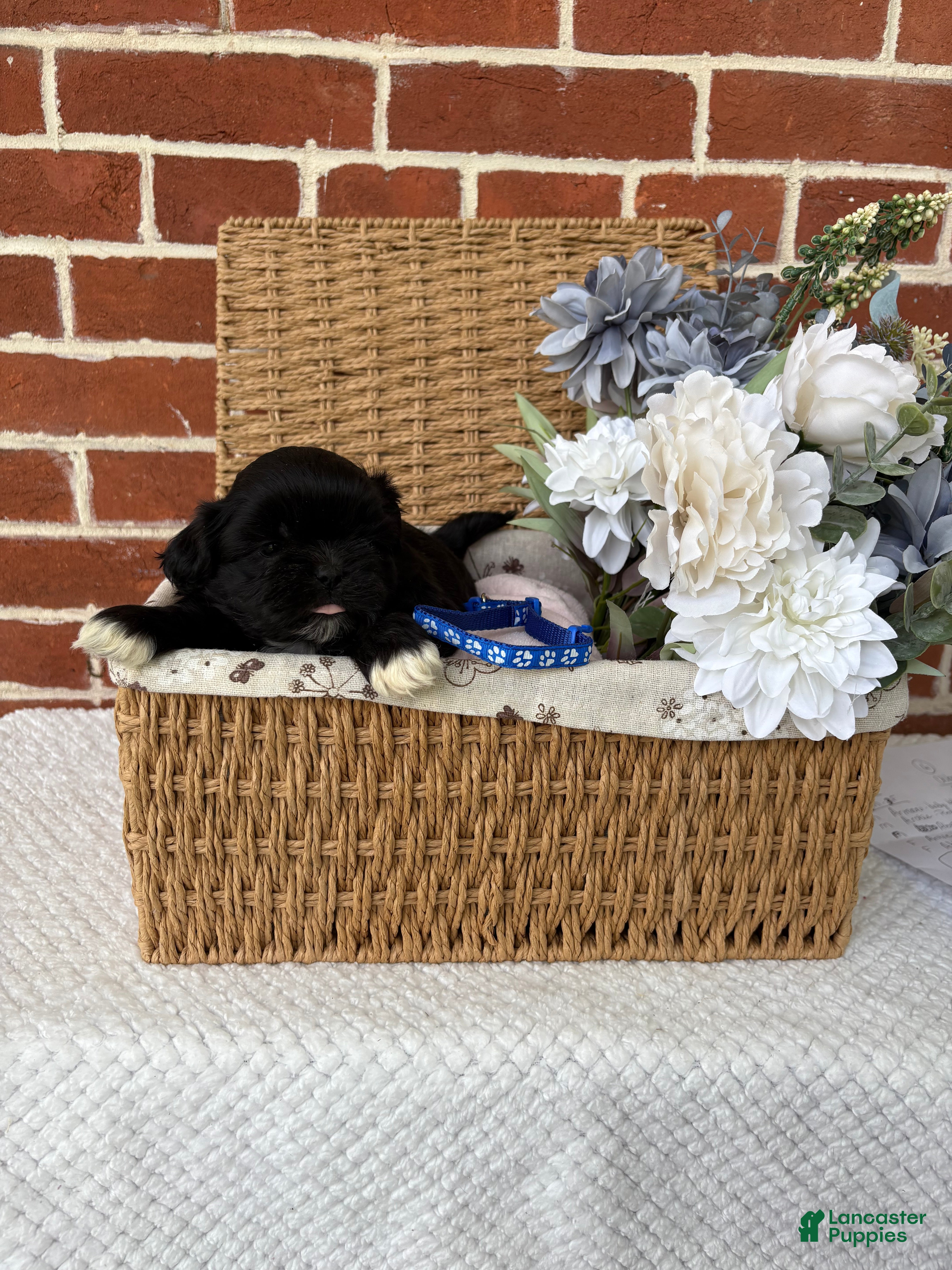 Shih Tzu dogs for sale: Leo - Ad 7