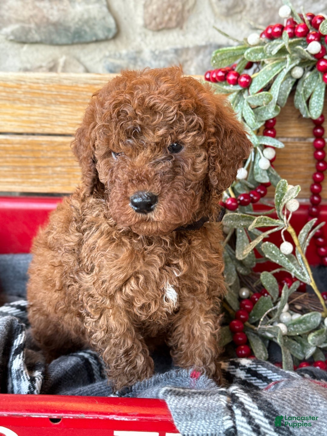 Mini Goldendoodle dogs for sale: Isabella - Ad 5