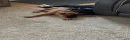 Boxer dogs for sale: Dozer - Ad 3