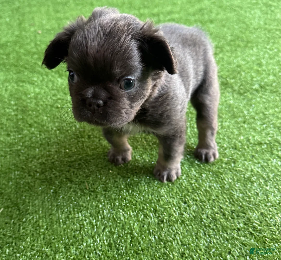 French Bulldog dogs for sale: Peppa - Ad 2
