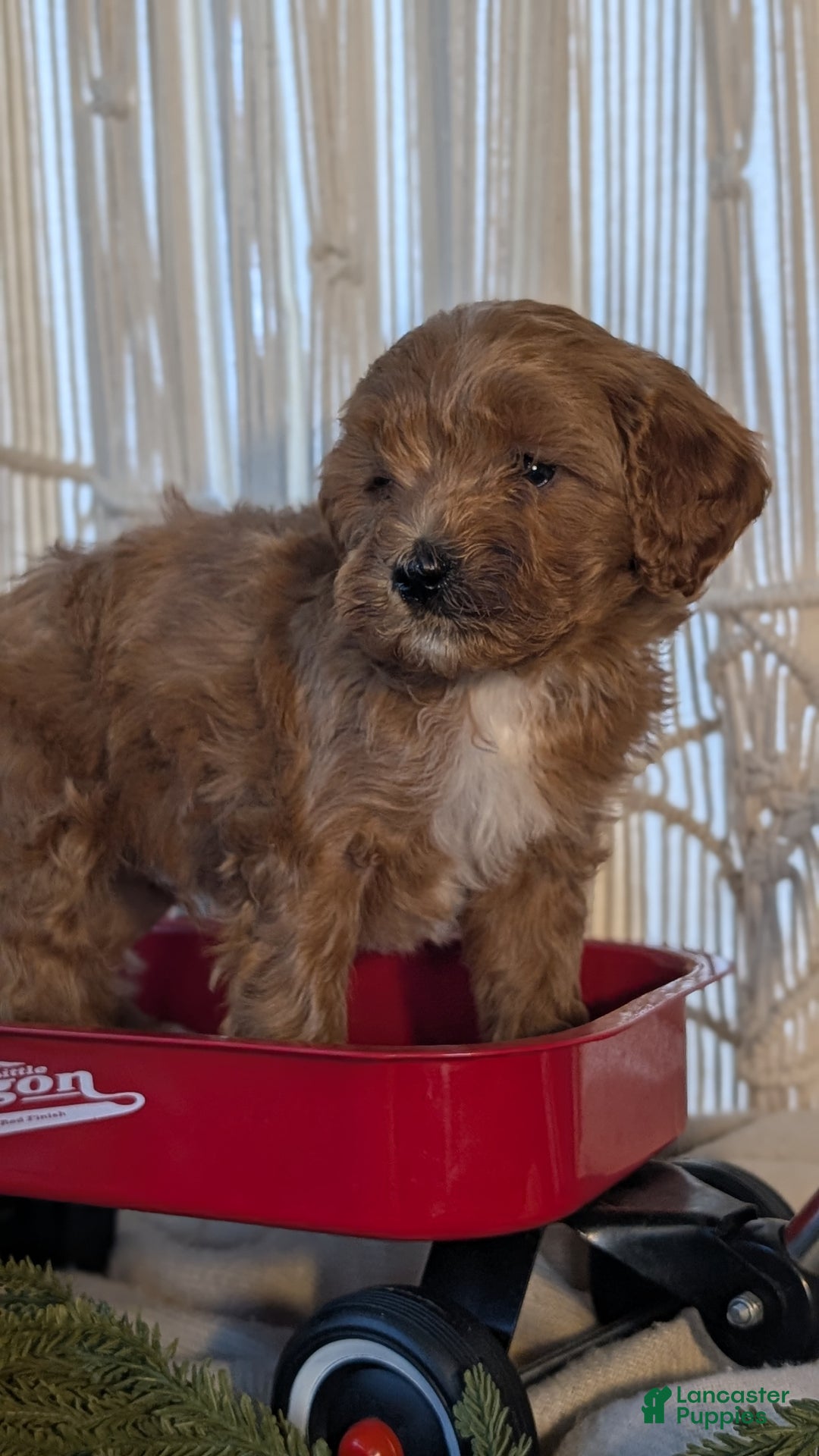 Cavapoo dogs for sale: Apollo - Ad 3