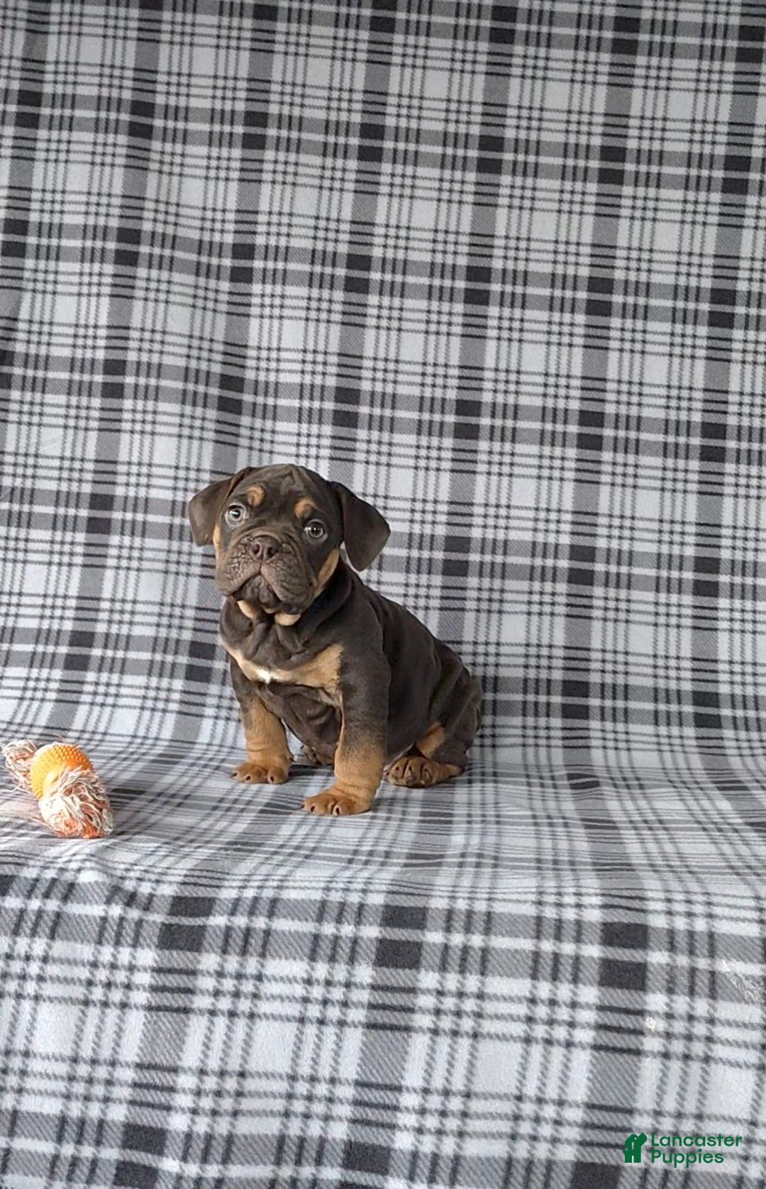 Beabull dogs for sale: Peyton - Ad 7