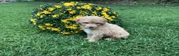 Mini Goldendoodle dogs for sale: Rex - Ad 5