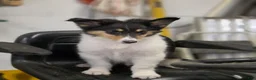 Collie dogs for sale: Lenard  - Ad 3
