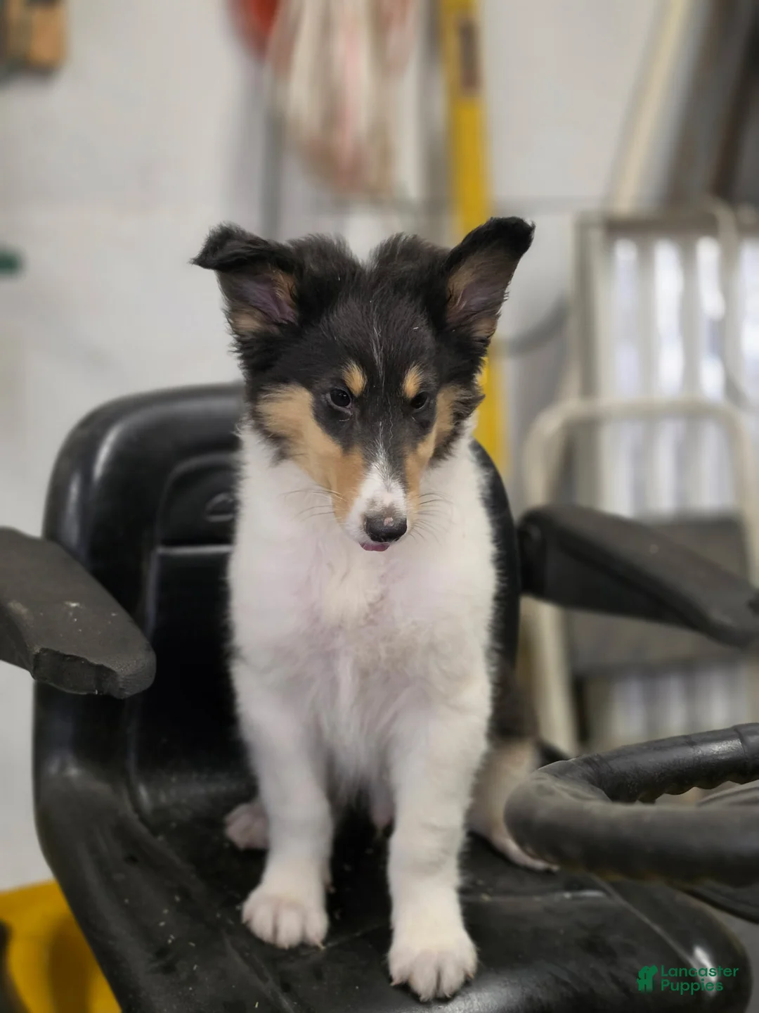 Collie dogs for sale: Lenard  - Ad 3