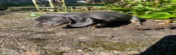 Miniature Dachshund dogs for sale: Dixie - Ad 5