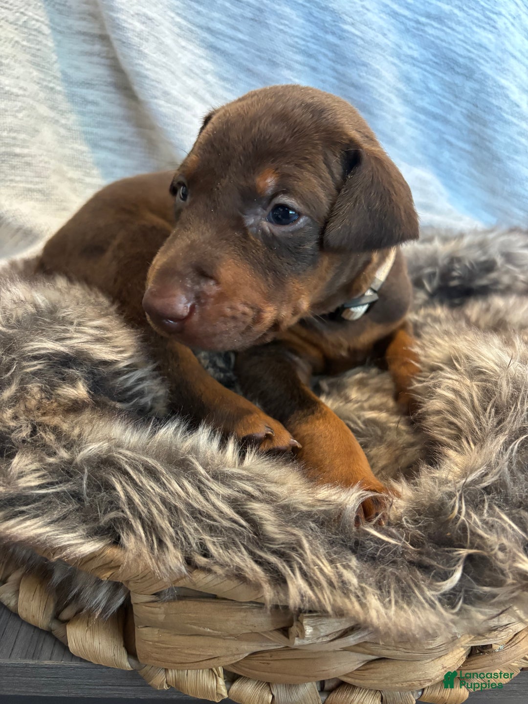 Doberman Pinscher dogs for sale: Nala  - Ad 3