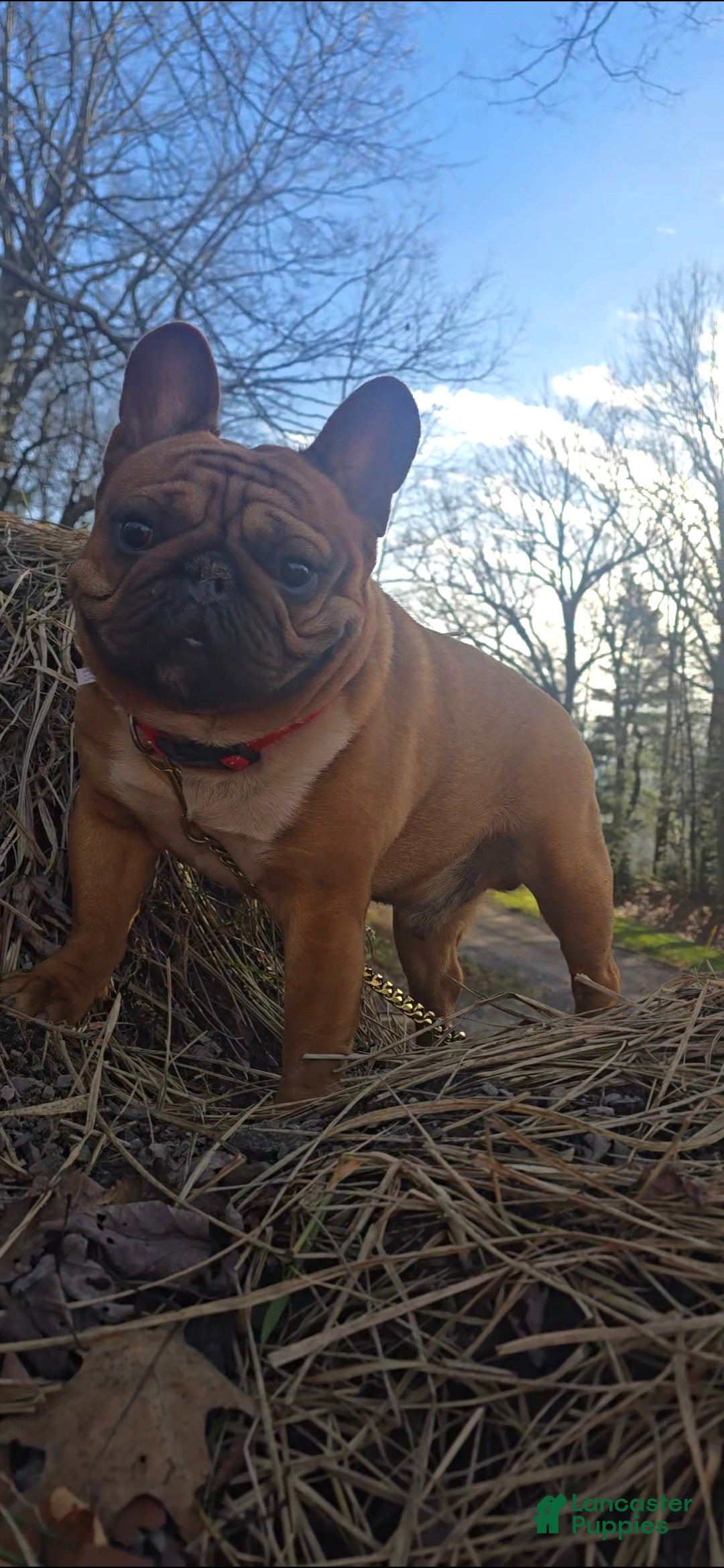 French Bulldog dogs French Bulldog 1 puppies - Ad 21