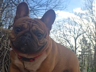 French Bulldog dogs French Bulldog 1 puppies - Ad 18