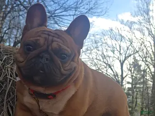 French Bulldog dogs French Bulldog 1 puppies - Ad 18