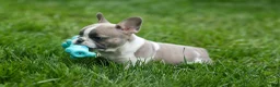 French Bulldog dogs for sale: Ava Belle (Lilac Fawn & White) - Ad 13